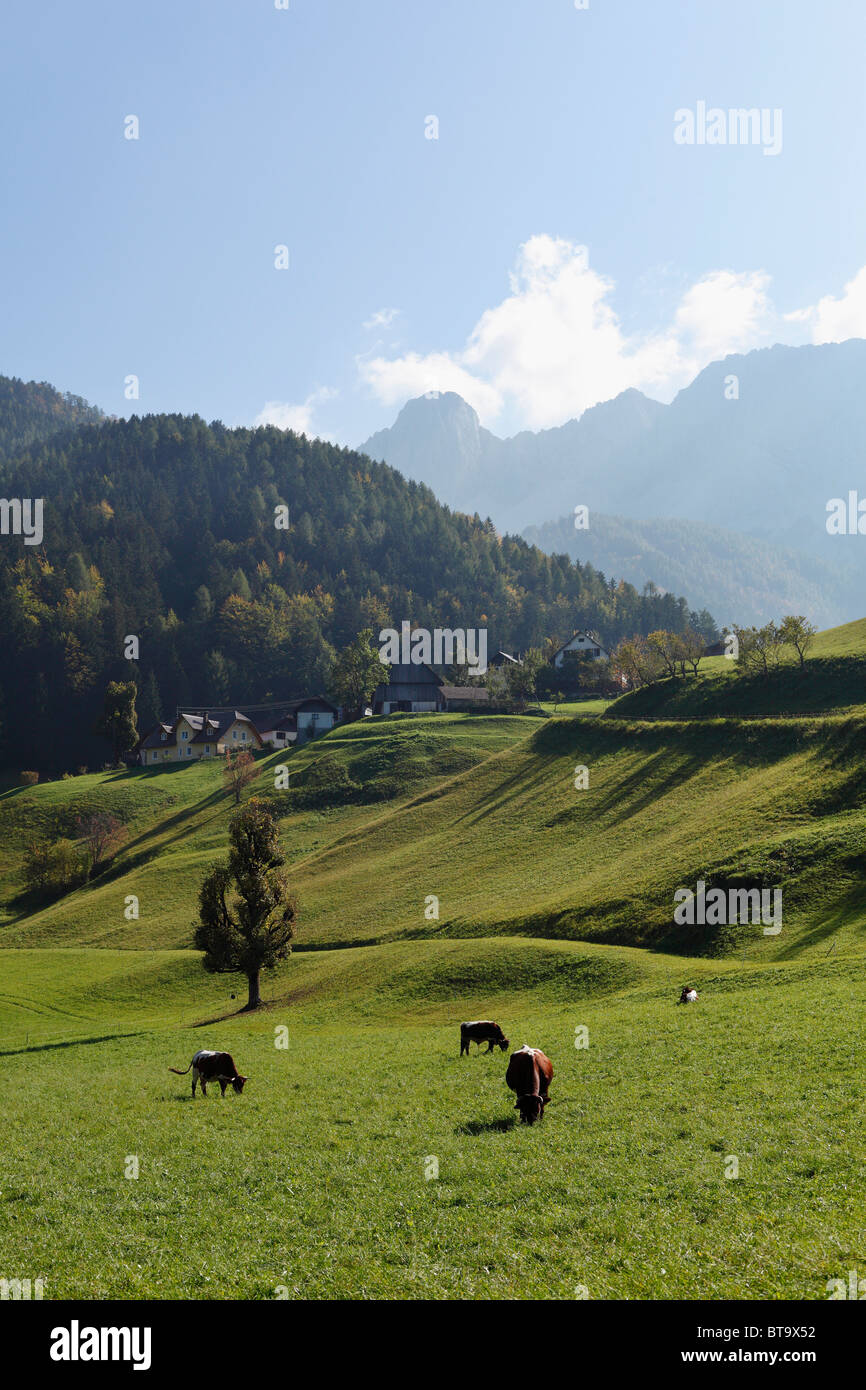 Pasture in the village Zell or Sele, Karawanken mountain range, Carinthia, Austria, Europe Stock Photo