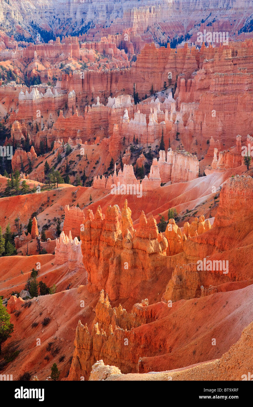 View into the Bryce Canyon, Utah, USA, North America Stock Photo