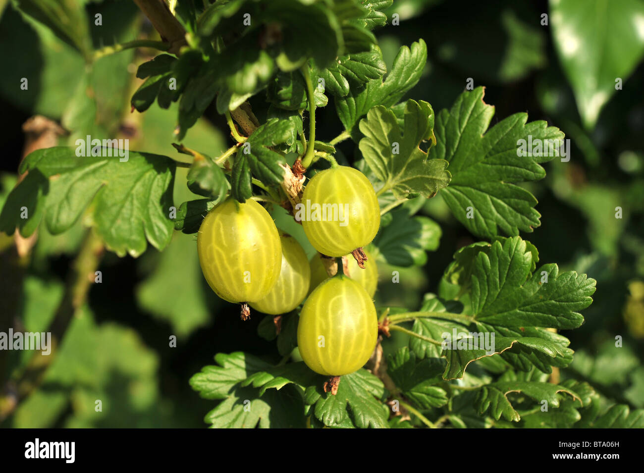 Close-up of gooseberries growing and ripening on the gooseberry bush. Stock Photo