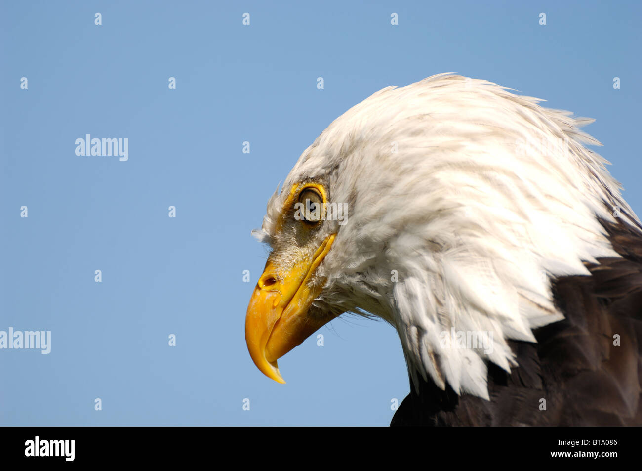 Portrait of an American Eagle aka Bald Eagle Stock Photo