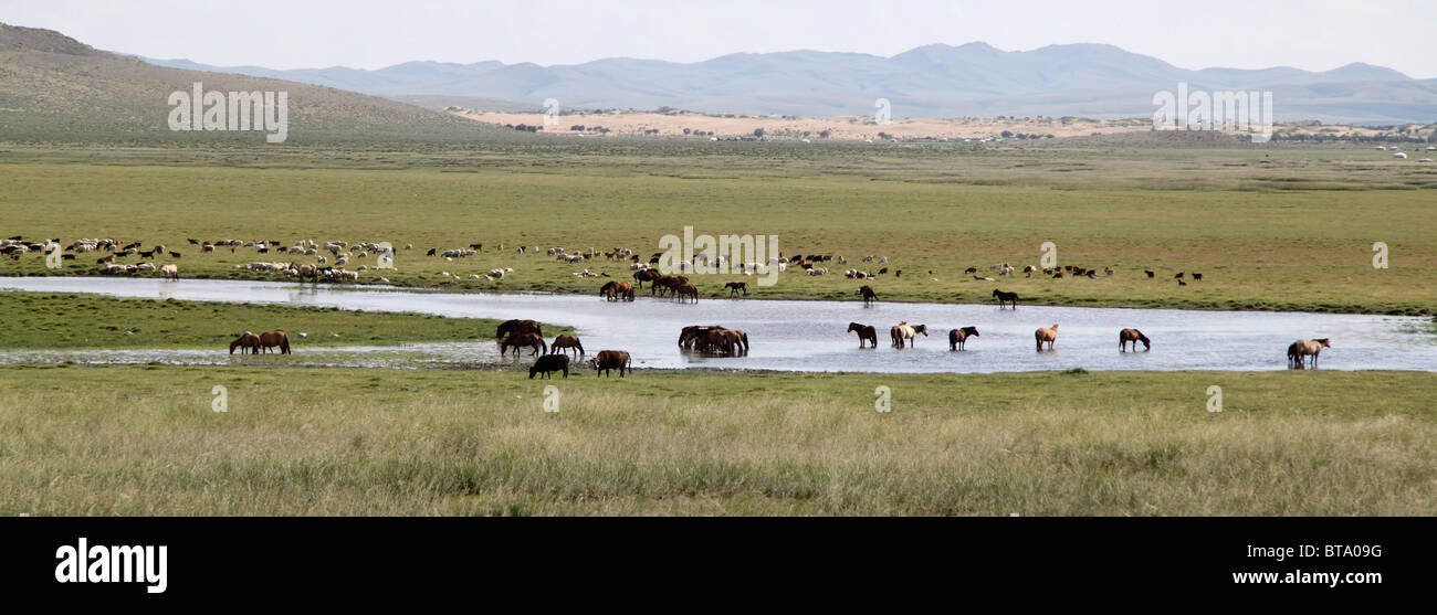 Horses in the river, Mongolia Stock Photo - Alamy