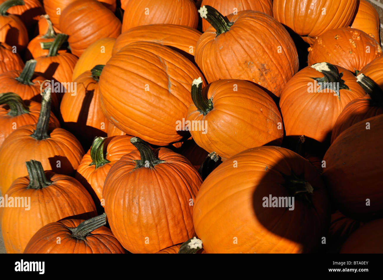 Several Pumpkins in a pile Stock Photo - Alamy