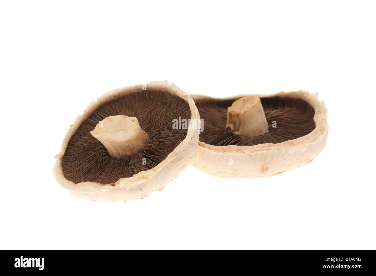 Two common mushrooms (Agaricus bisporus) on a white background. Stock Photo