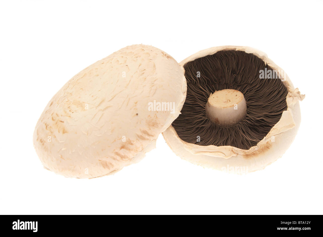 Two common mushrooms (Agaricus bisporus) on a white background. Stock Photo