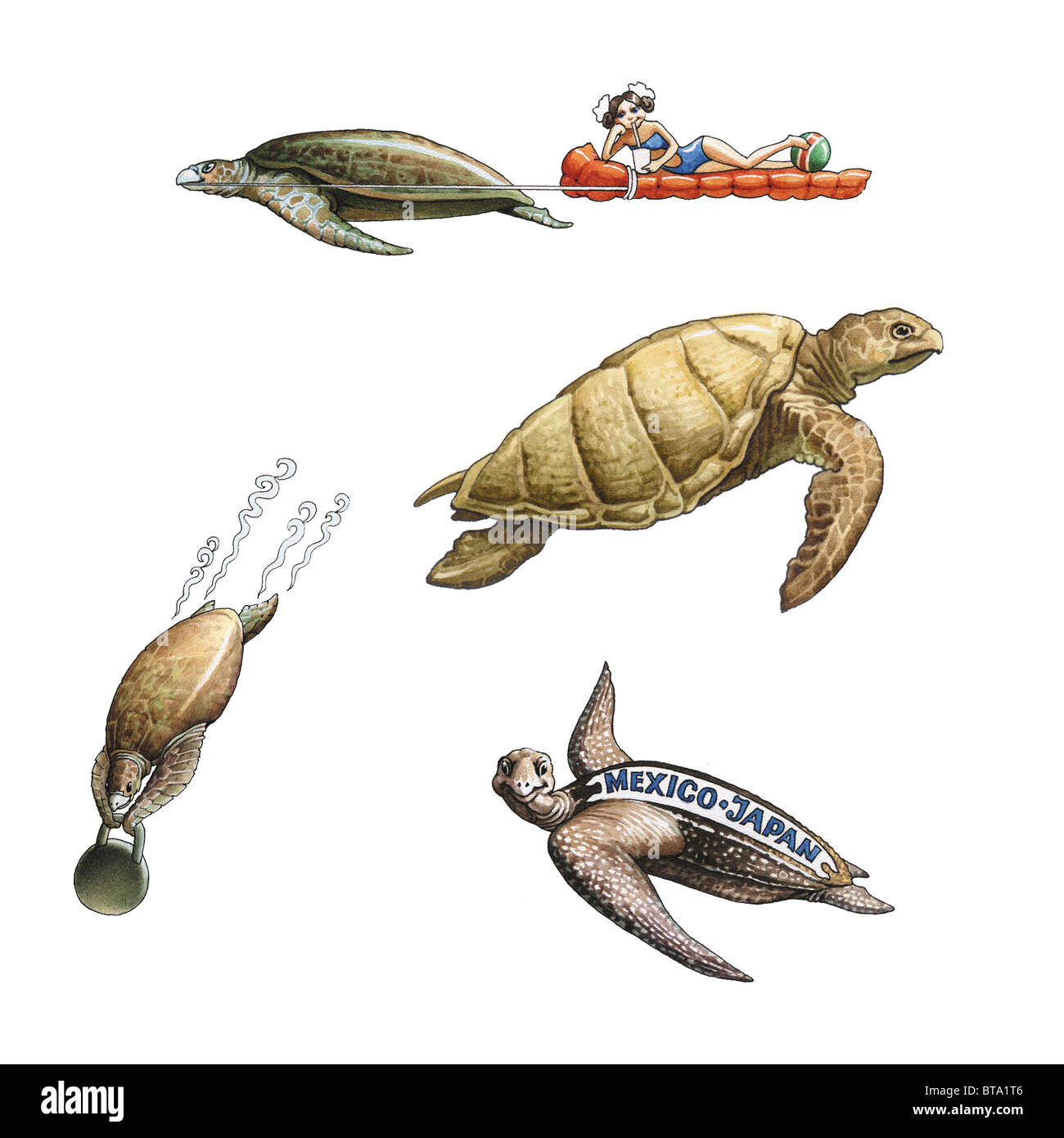 Sea turtle Stock Photo