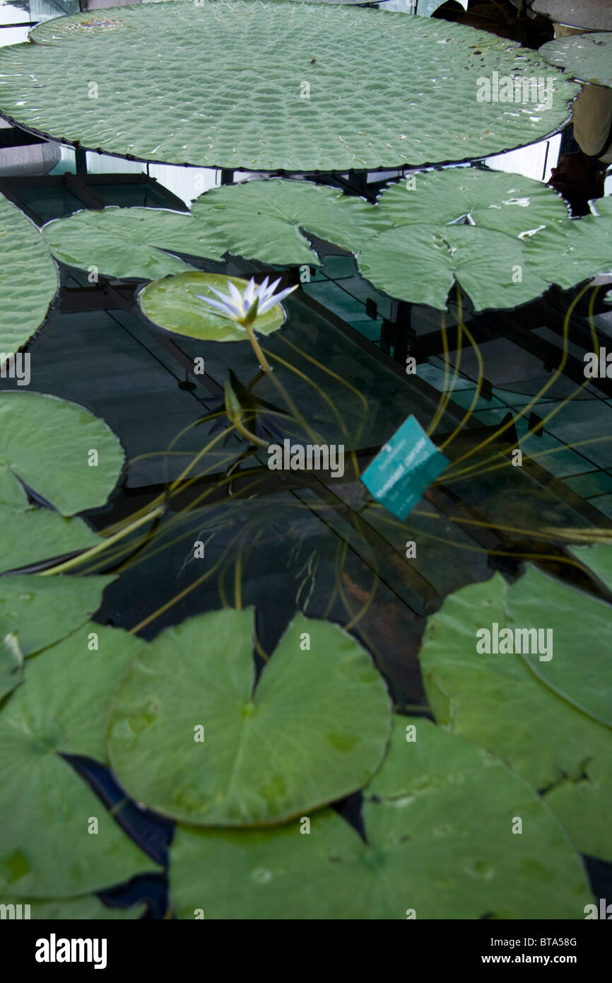 A specie of water lilies in Adelaide botanical gardens Stock Photo Alamy