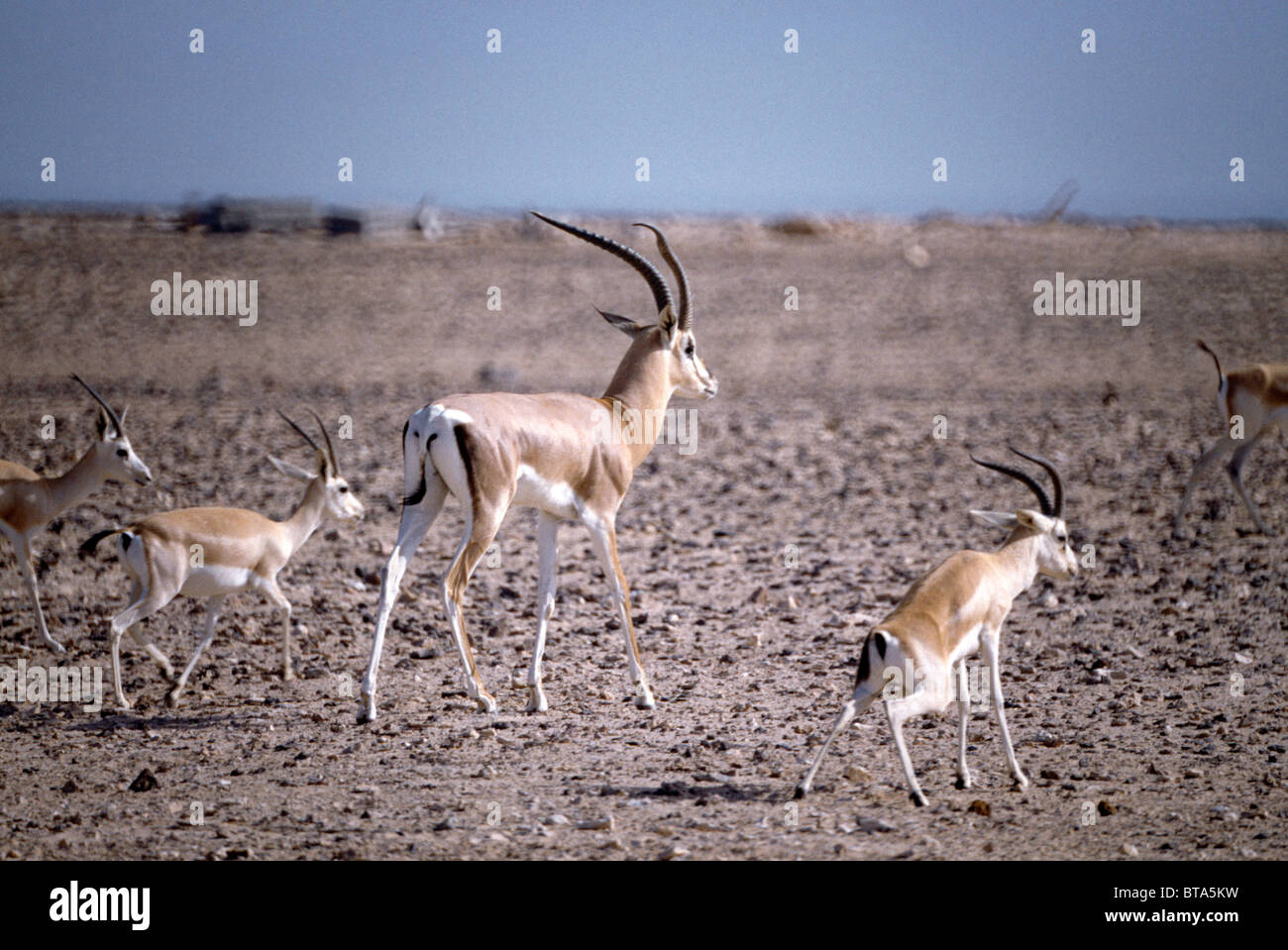 Sir bani yas island gazelle hi-res stock photography and images - Alamy