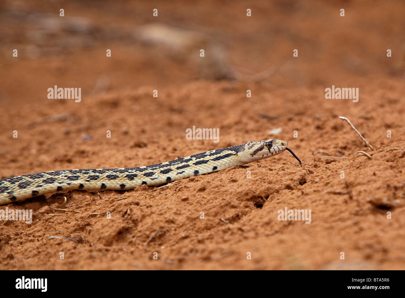 Great Basin gopher snake (Pituophis catenifer deserticola), USA, America Stock Photo