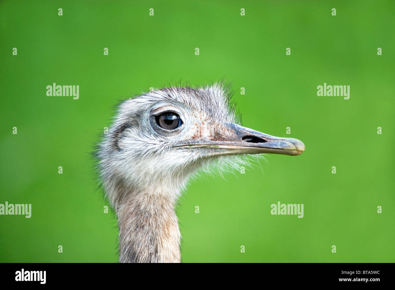 Greater Rhea looking right Stock Photo