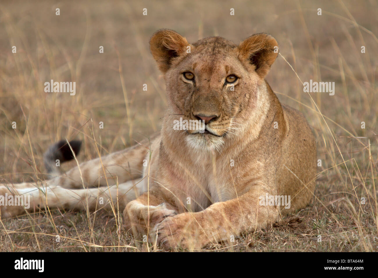 Framed in the wisps of the Mara grasslands, I stumbled upon this lioness basking in the soft sunlight. Undeterred by my presence, I was able to capture the moment I saw eye to eye with an African lioness. Stock Photo