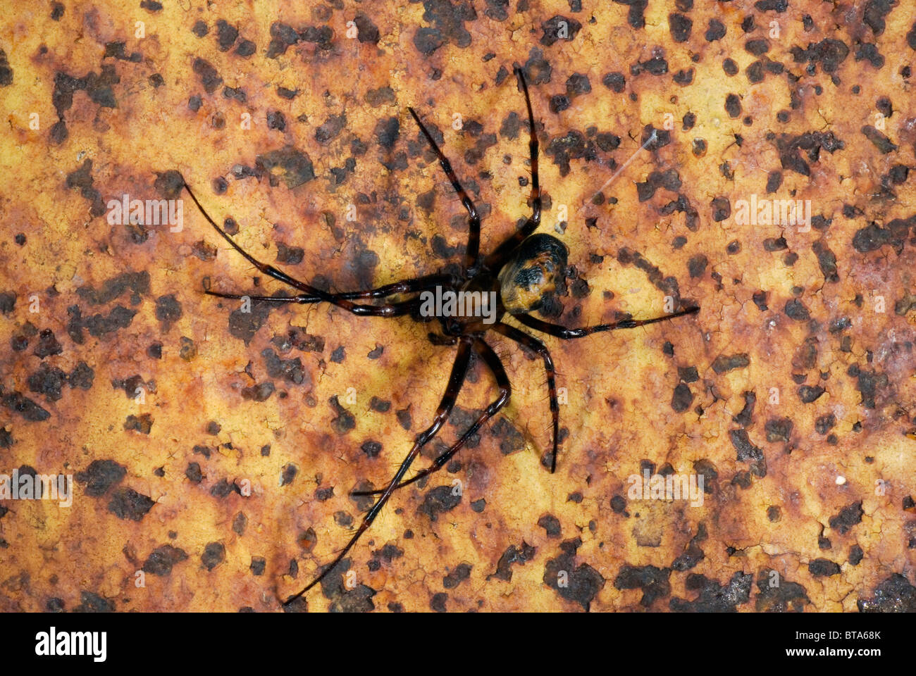 Meta Menardi female spider close-up Stock Photo