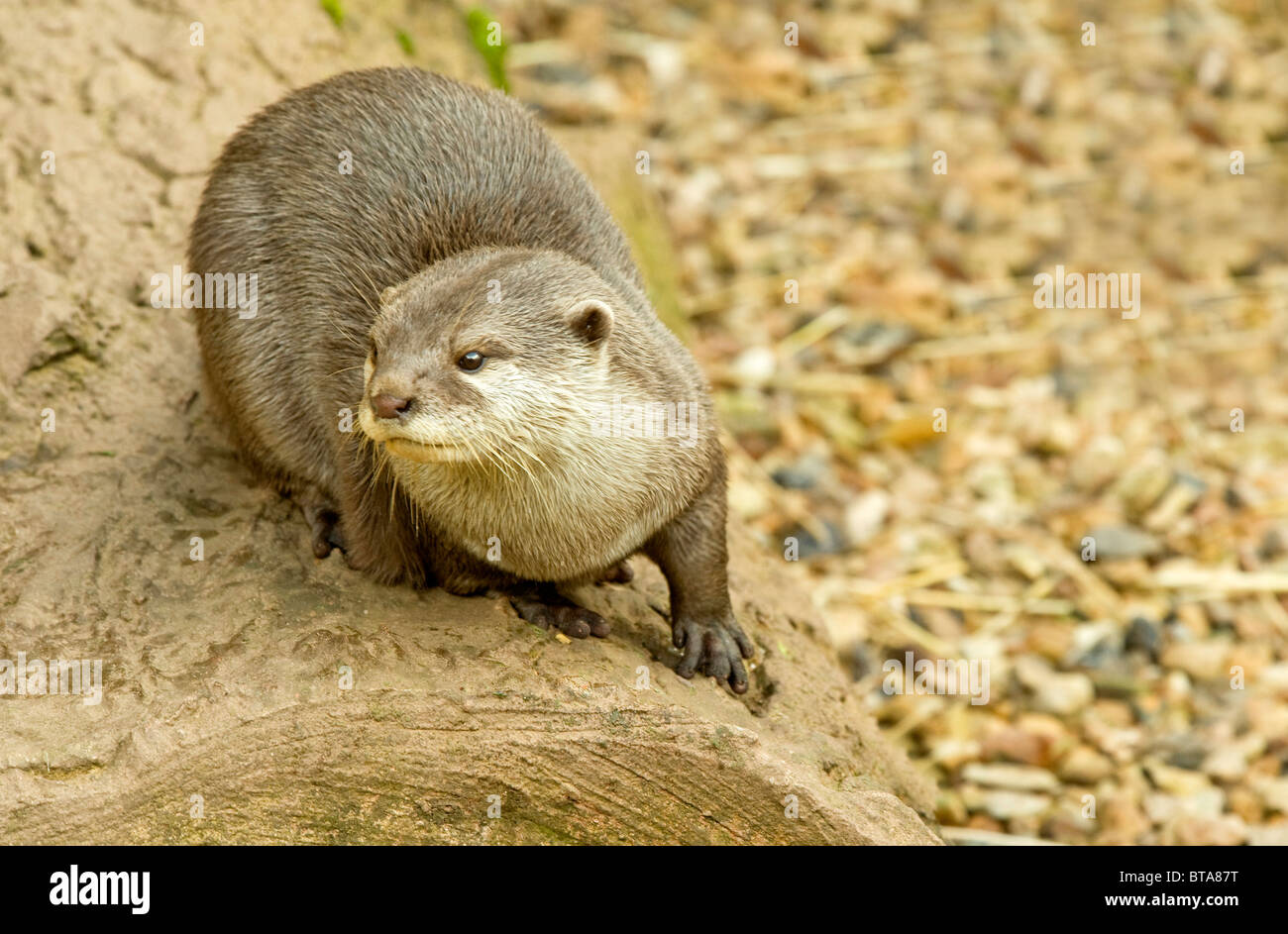 Otter sitting on a rock Stock Photo