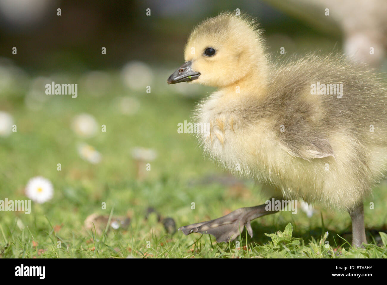 A baby gosling makes small steps through woodland grass in spring. Stock Photo