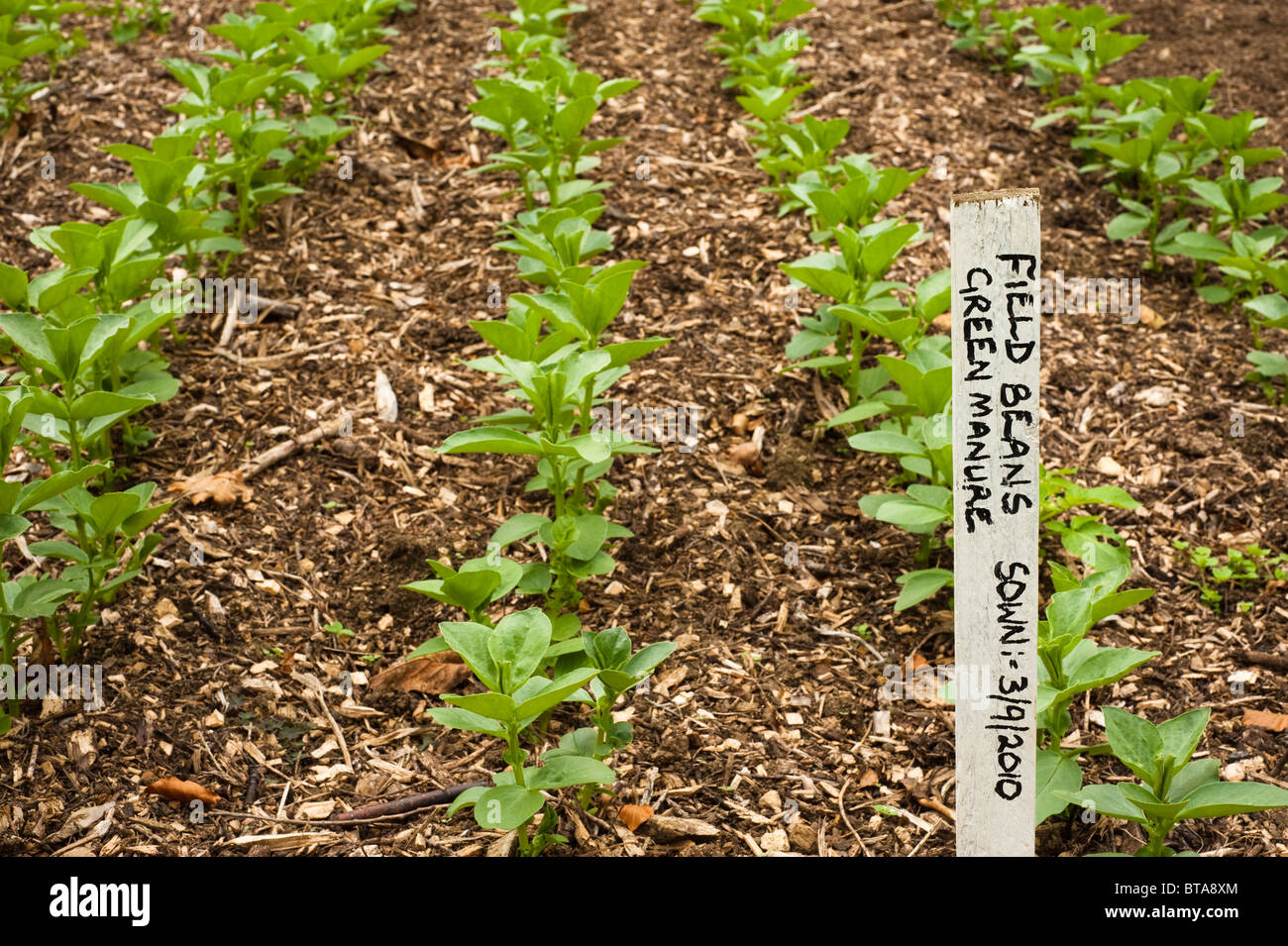 Green manure hires stock photography and images Alamy