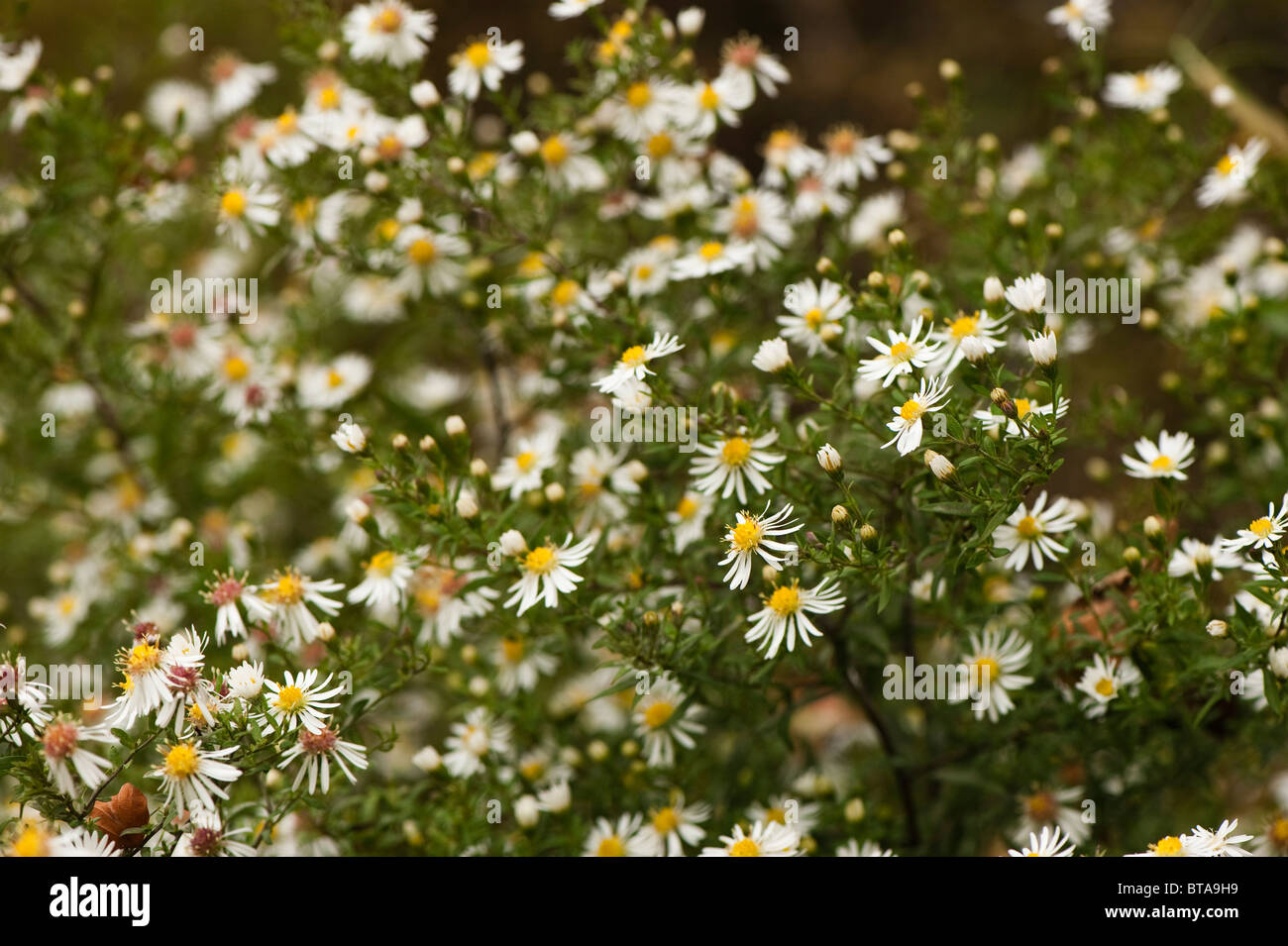 Aster ericiodes, Michaelmas Daisies, in flower Stock Photo