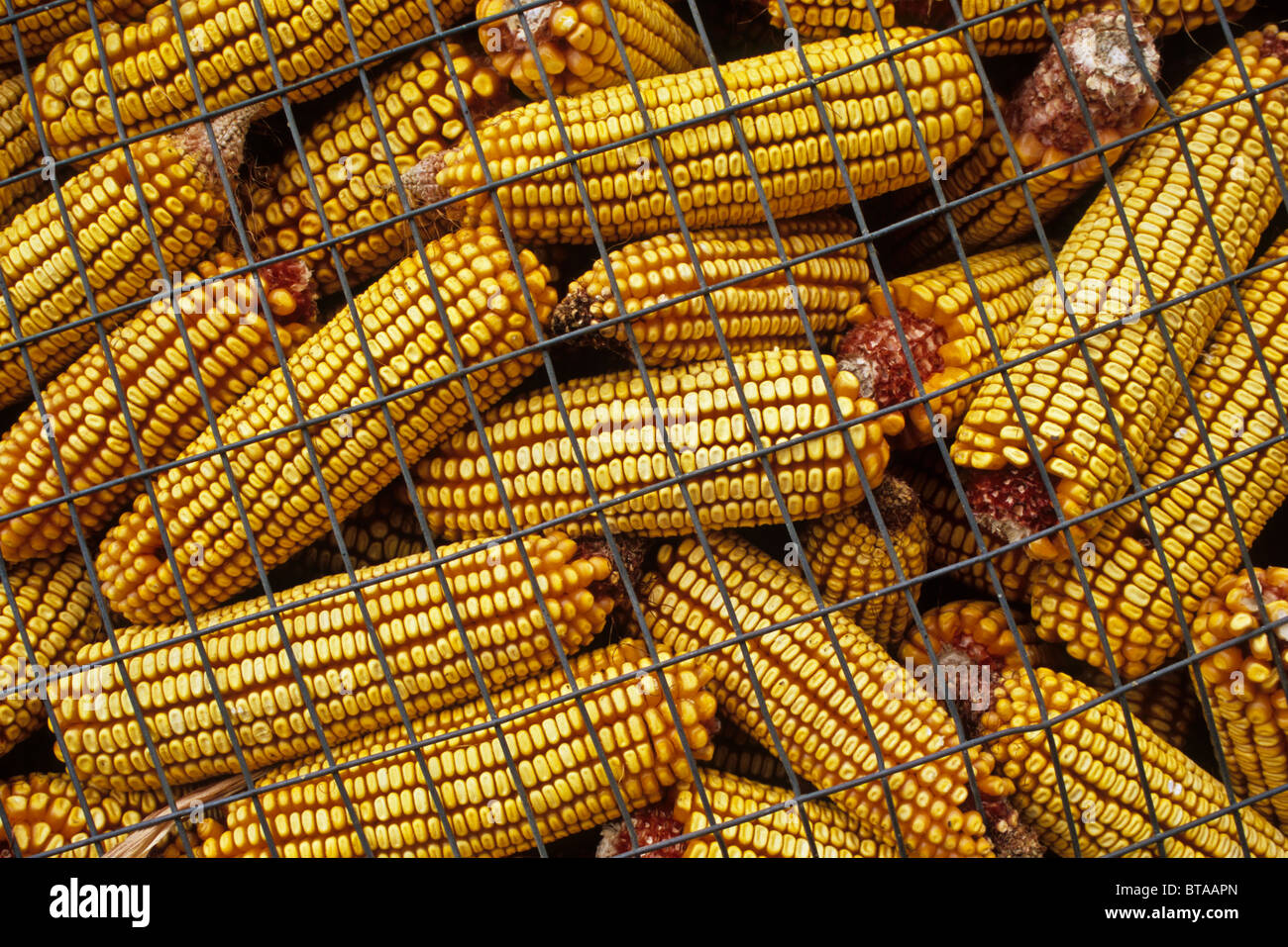 Close up ears of corn on the cob in a vintage corn crib in the Amish
