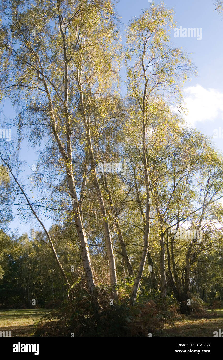 silver birch tree trees mature english woods wood woodland forest