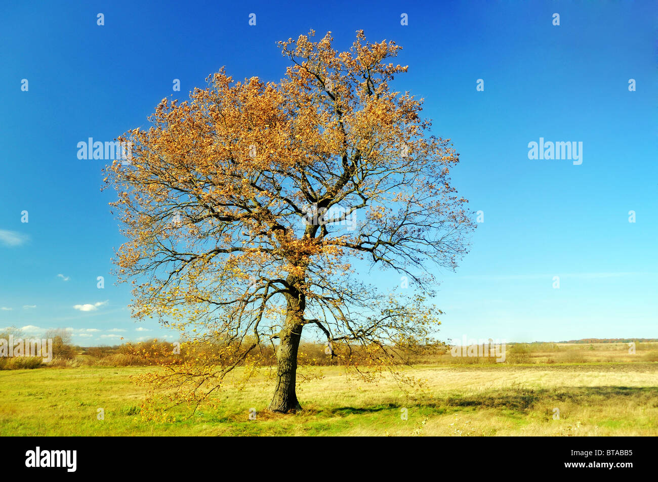 Oak in the field hi-res stock photography and images - Alamy