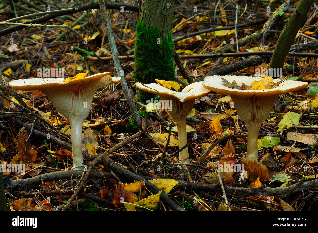 Wild British mushrooms Stock Photo - Alamy