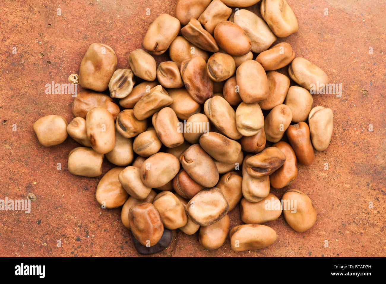 Field beans 'Wizard' ready to be sown as a green manure Stock Photo Alamy