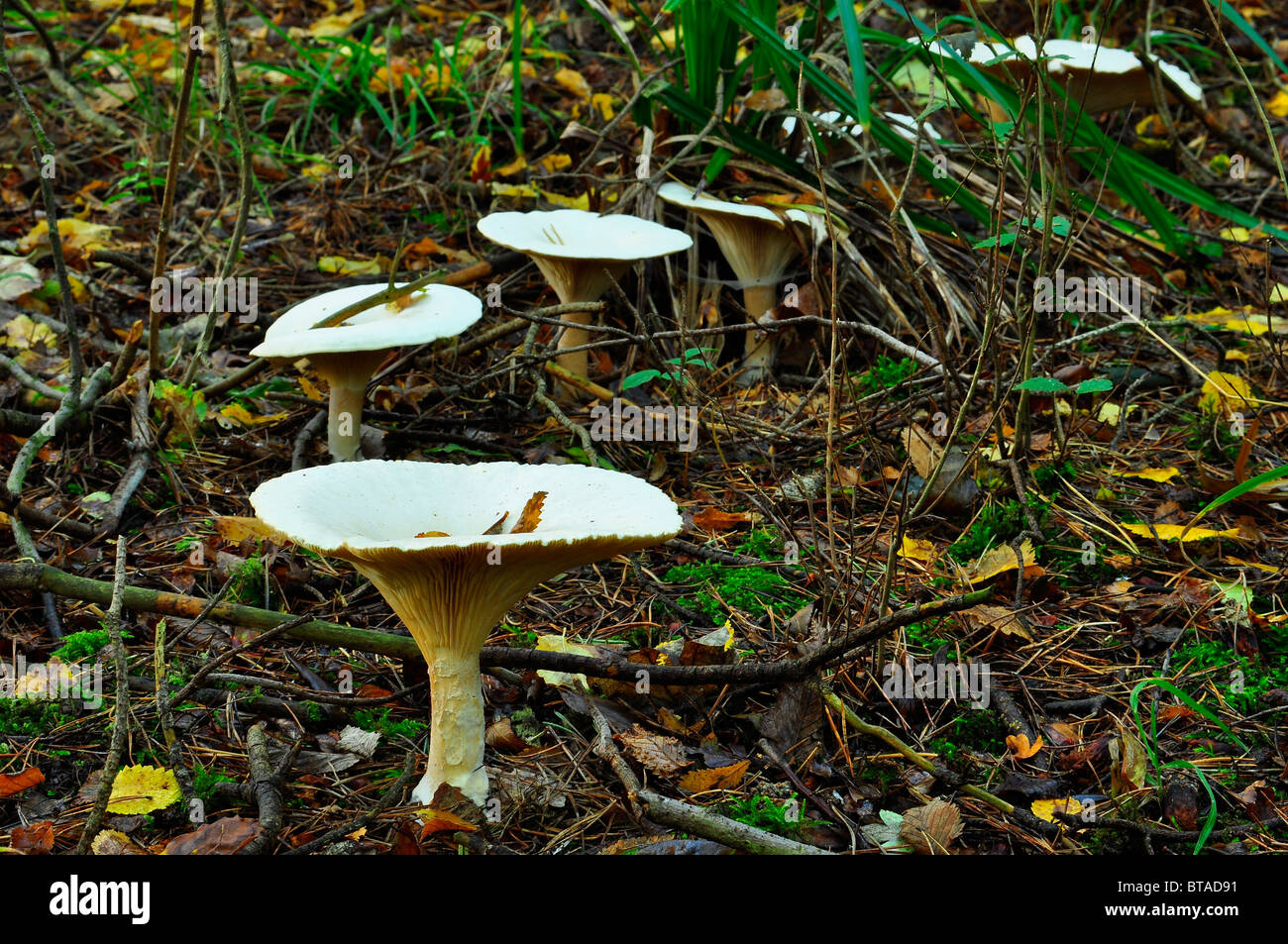 Wild British mushrooms forming a Fairy Ring Stock Photo Alamy