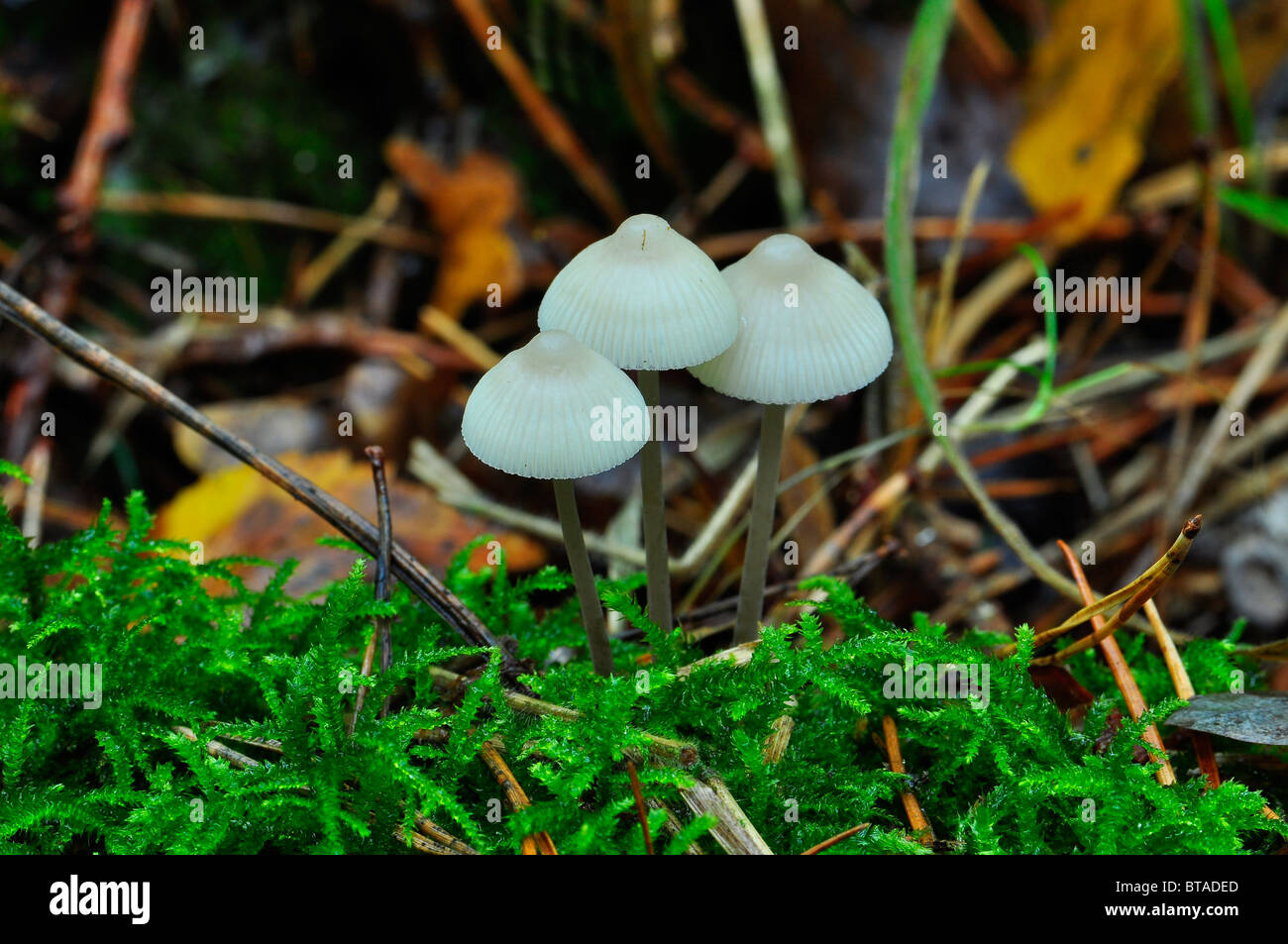 Wild British mushrooms Stock Photo