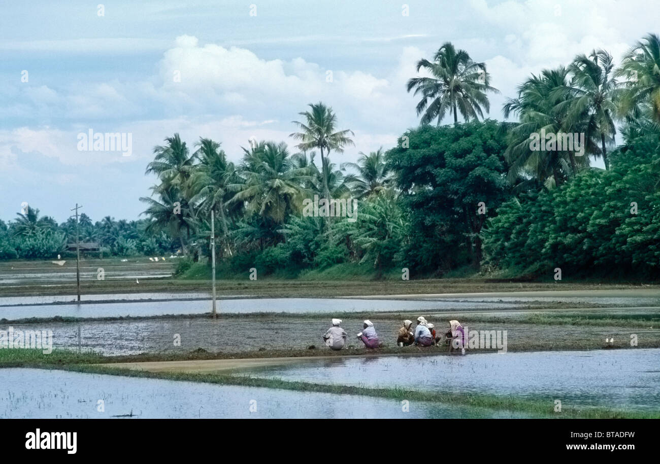 Mankotta Island India Kerala People Working On Rice Fields Stock Photo