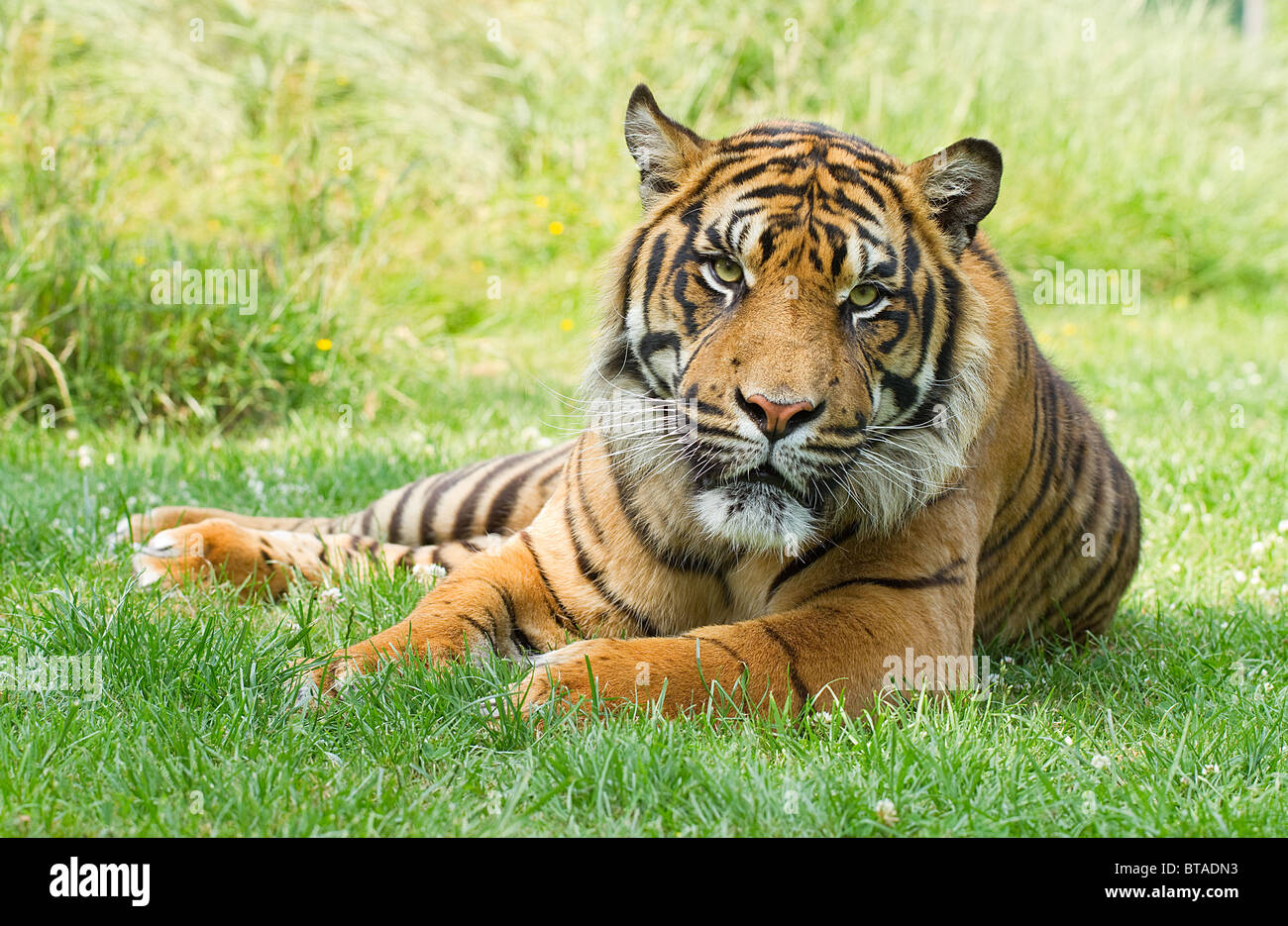 Sumartran tiger resting in the grass Stock Photo