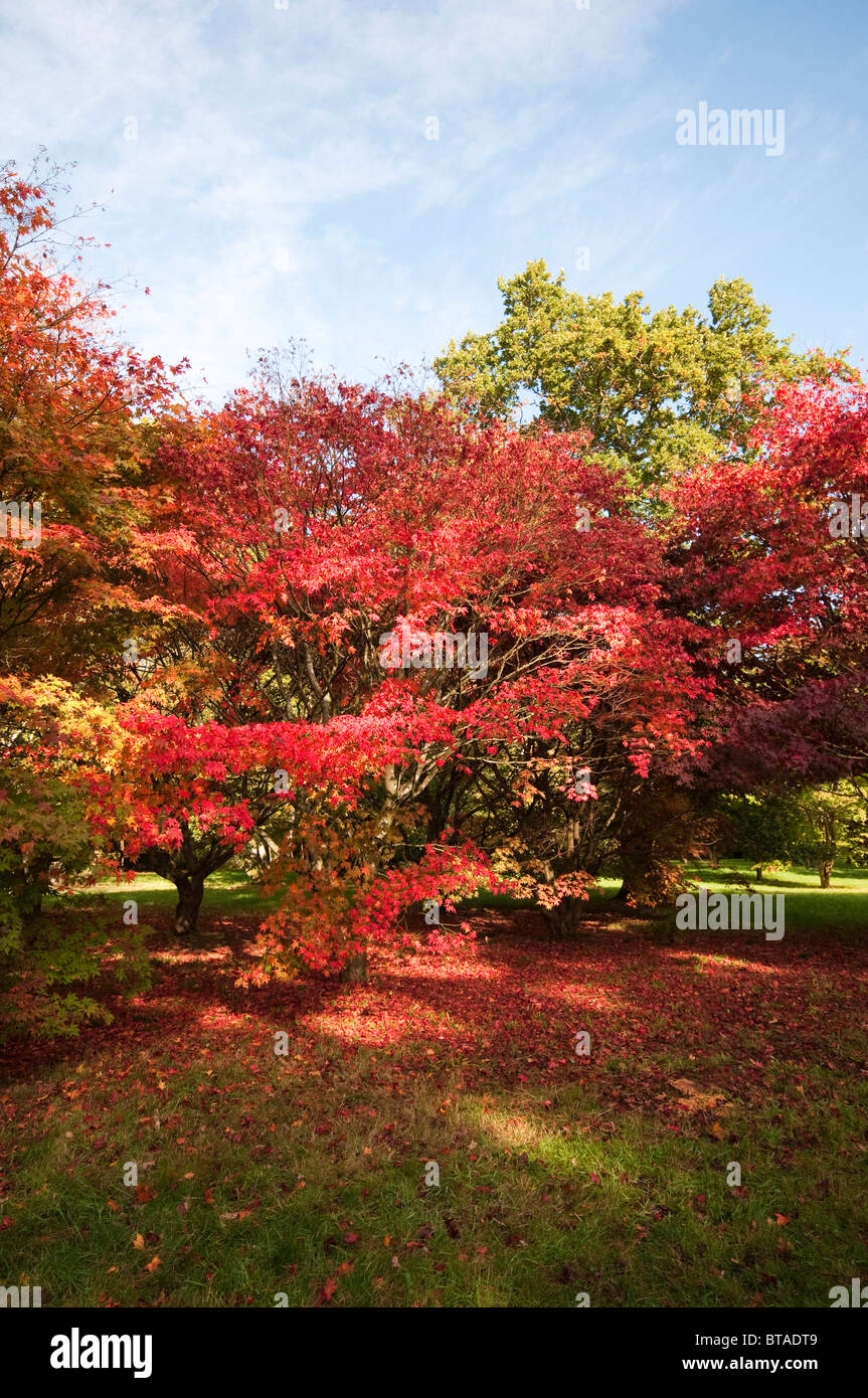 Autumnal acers at Westonbirt Arboretum, United Kingdom Stock Photo