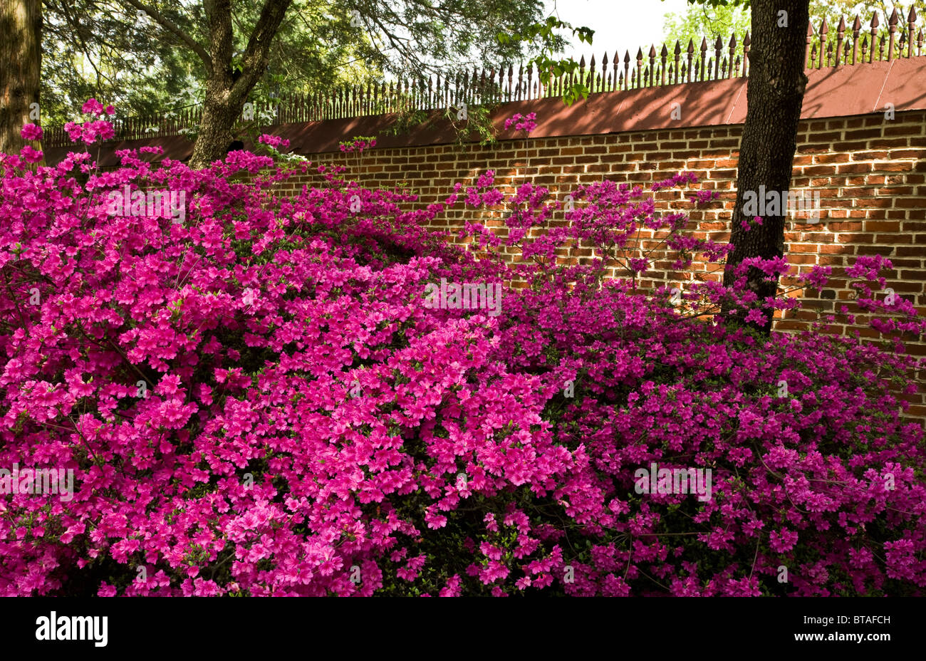 Spring flowering pink azalea shrubs against a brick wall in New Jersey