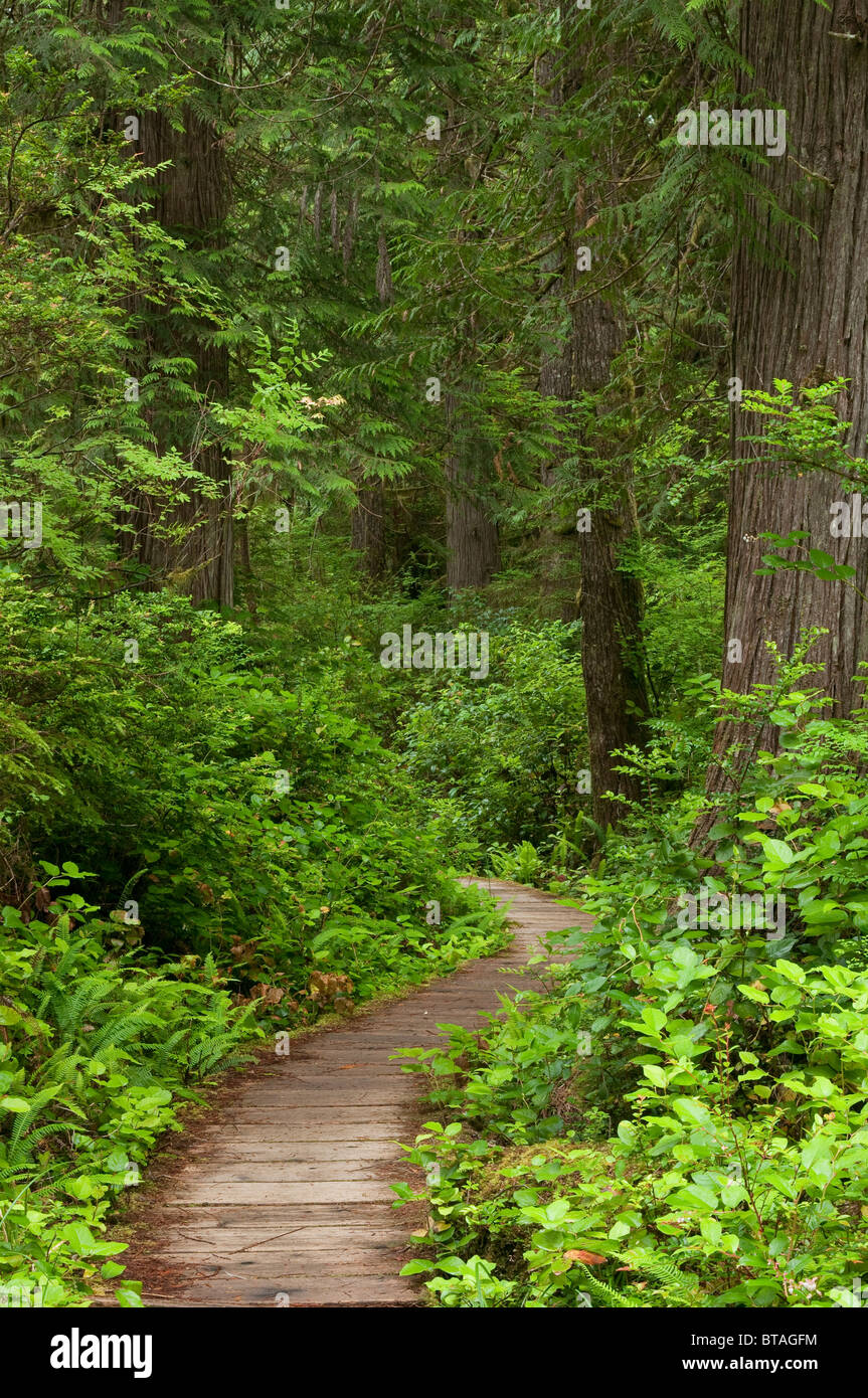 Cape Alava Trail, Ozette Triangle, Olympic National Park, Washington. Stock Photo