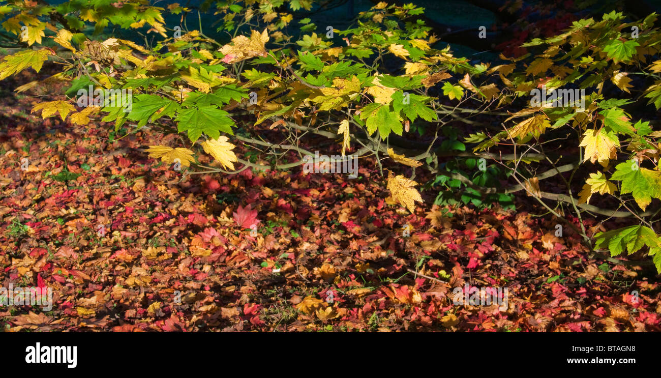 Carpet of fallen Maple leaves Westonbirt Arboretum Stock Photo
