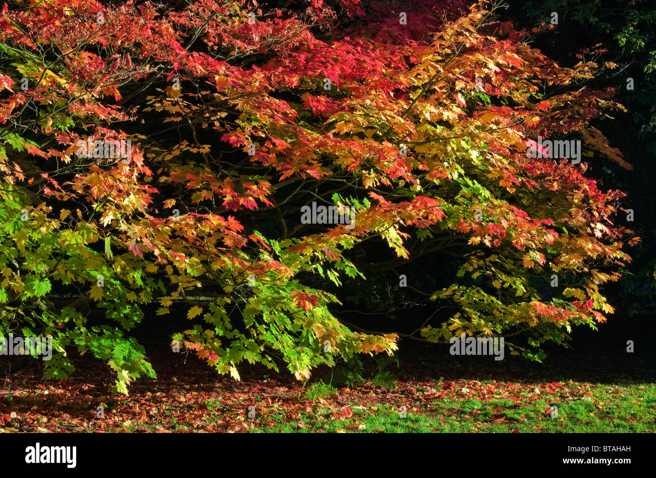MapleTree in glorious Autumnal Colours at Westonbirt Arboretum Stock Photo