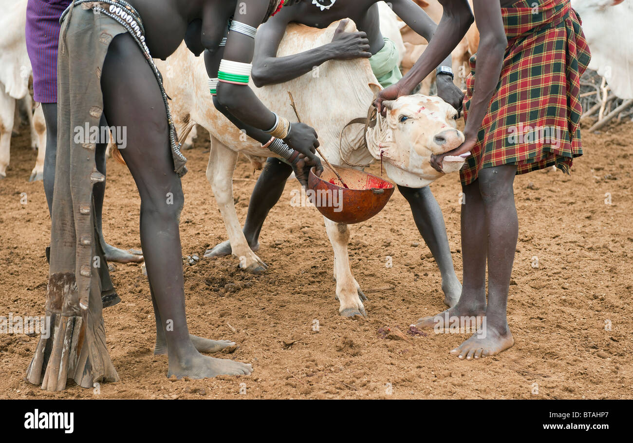 Herders taking blood from a cow, Nyangatom (Bumi) tribe, Omo river valley, Ehtiopia Stock Photo