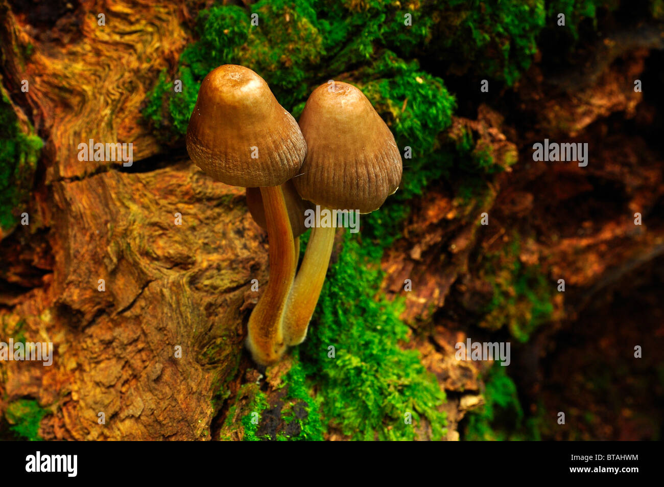 Mushrooms growing on a log in Bramingham wood, Luton, Bedfordshire Stock Photo