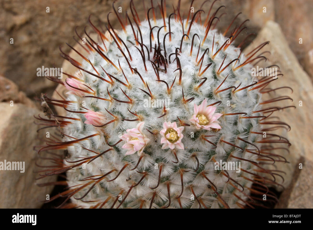 Cactus (Mammillaria perezdelarosae). Stock Photo