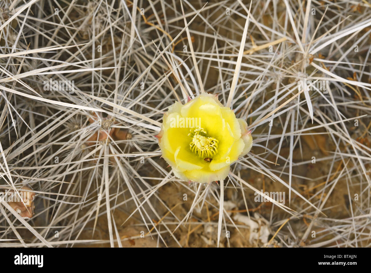 Big Bend Dog Cholla cactus in flower. Stock Photo