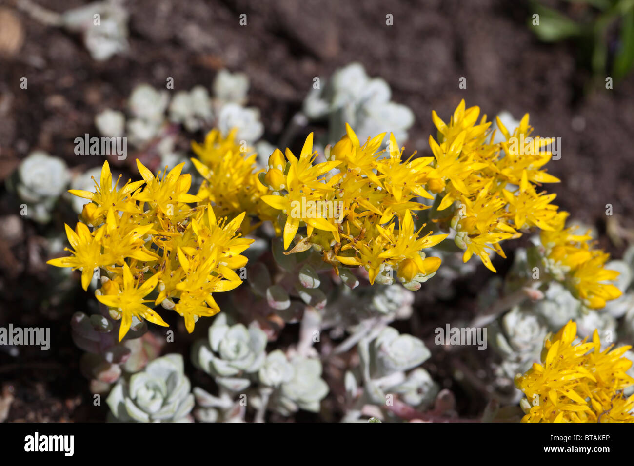'Cape Blanco' Broadleaf Stonecrop, Kalifornisk fetknopp (Sedum spathulifolium) Stock Photo