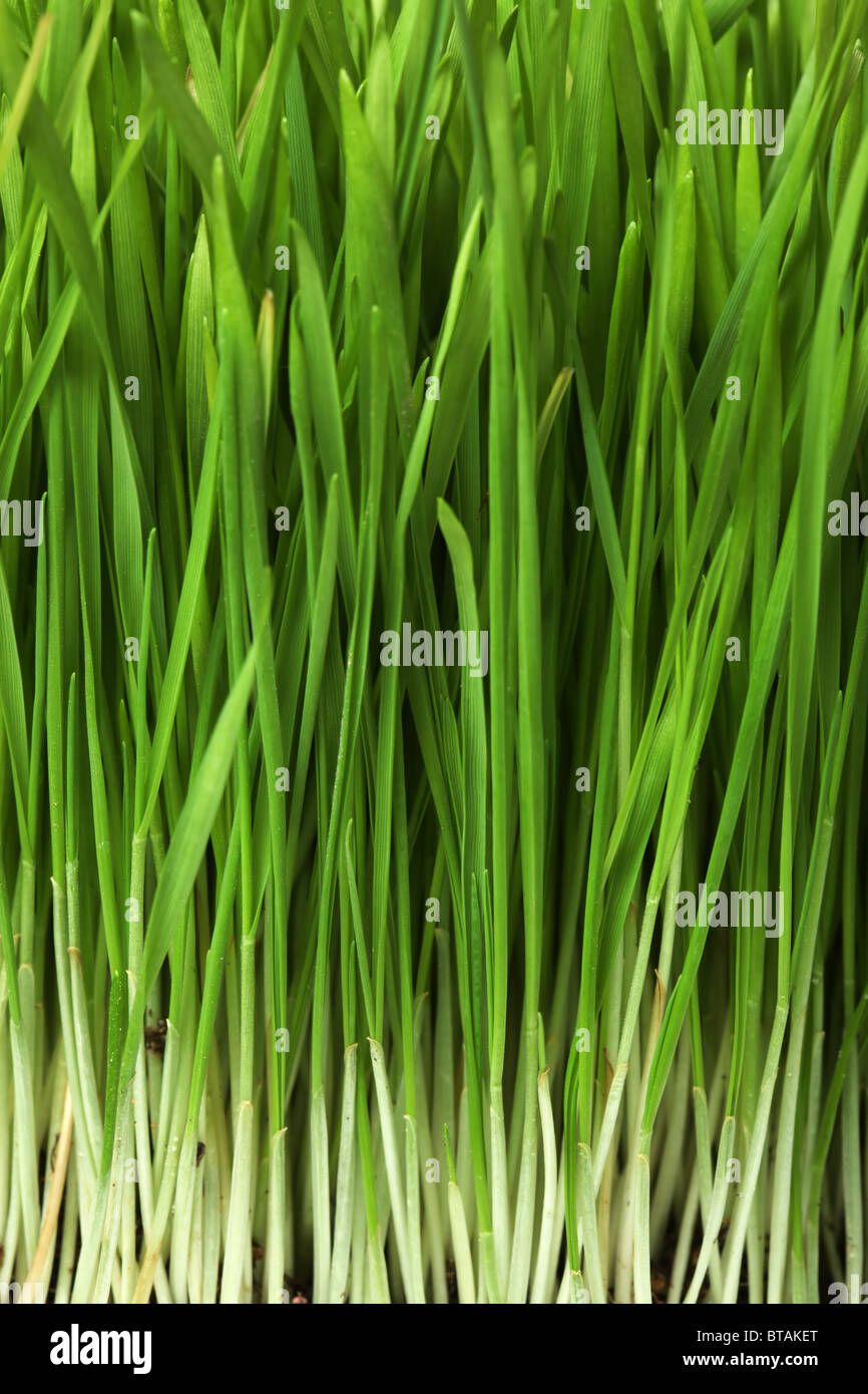 Lawn green lush grass hi-res stock photography and images - Alamy