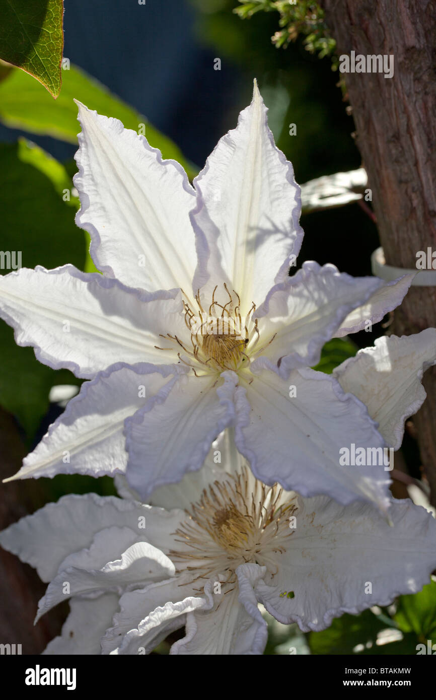 'Gladys Picard' Early Large-flowered group, Klematis (Clematis) Stock Photo