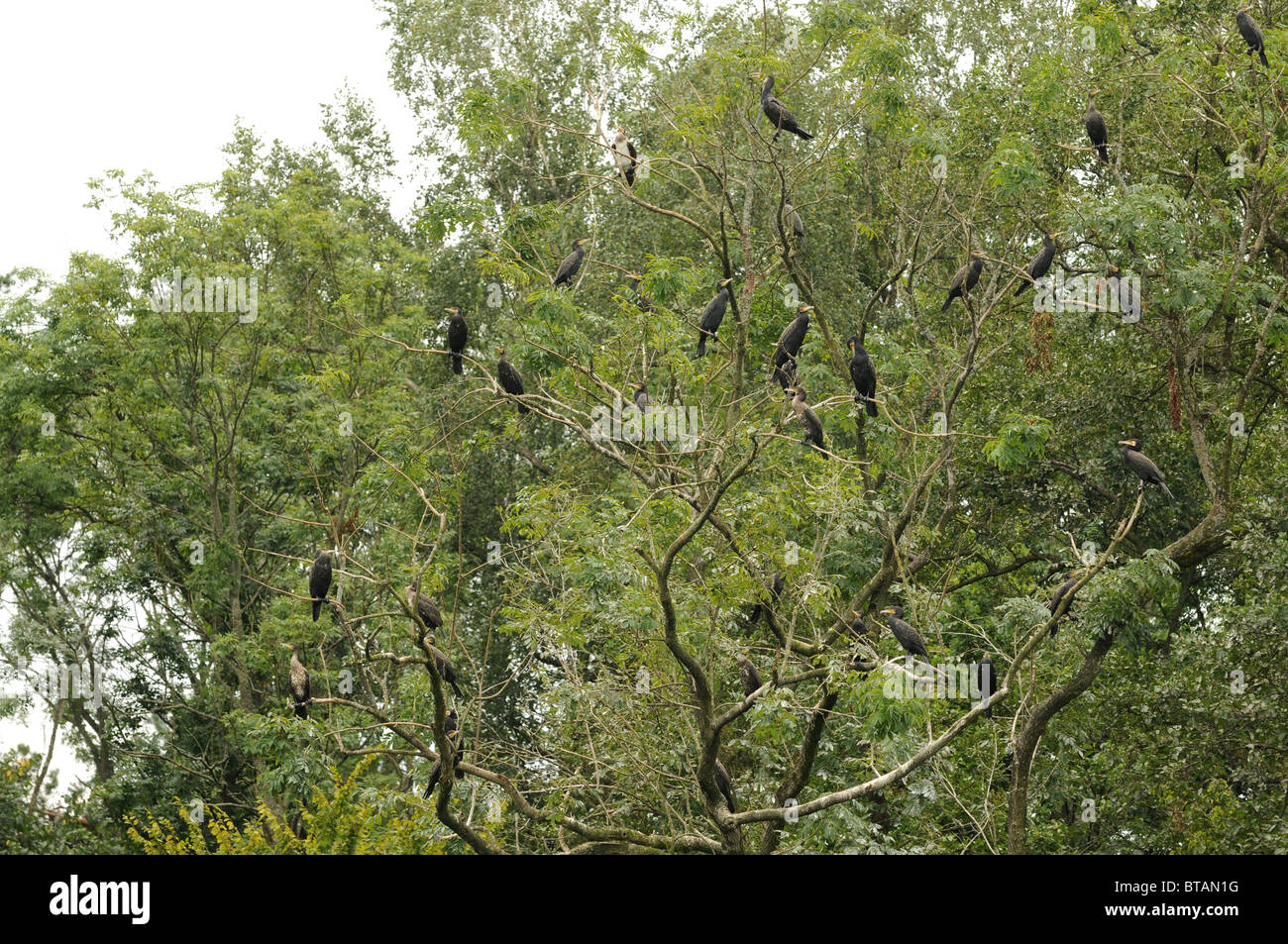 Cormorant birds sitting on a tree Lanskie lake, Olsztynskie Lakeland ...