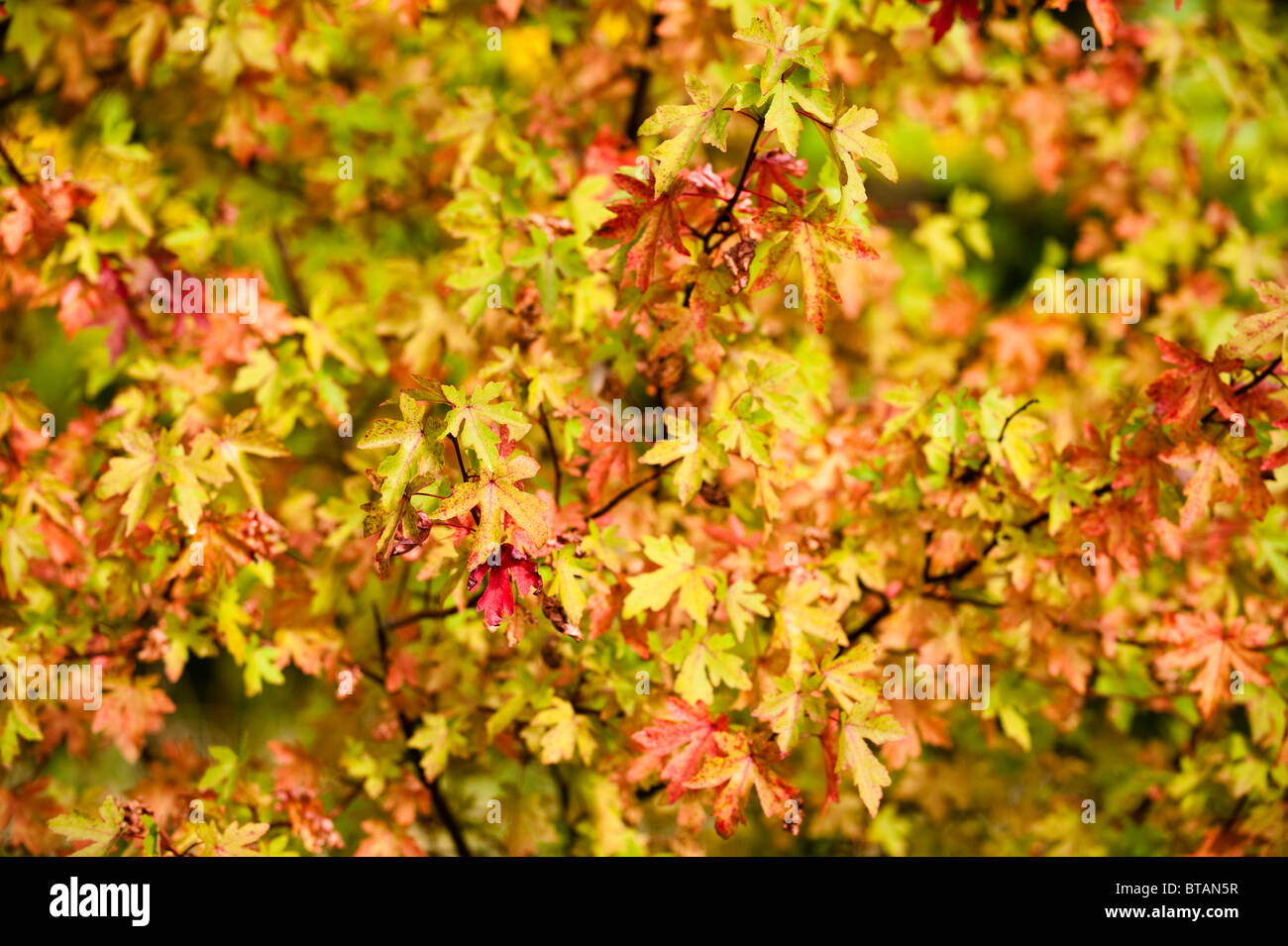 Liquidambar orientalis, Oriental or Turkish Sweetgum, in autumn at Westonbirt Arboretum, United Kingdom Stock Photo