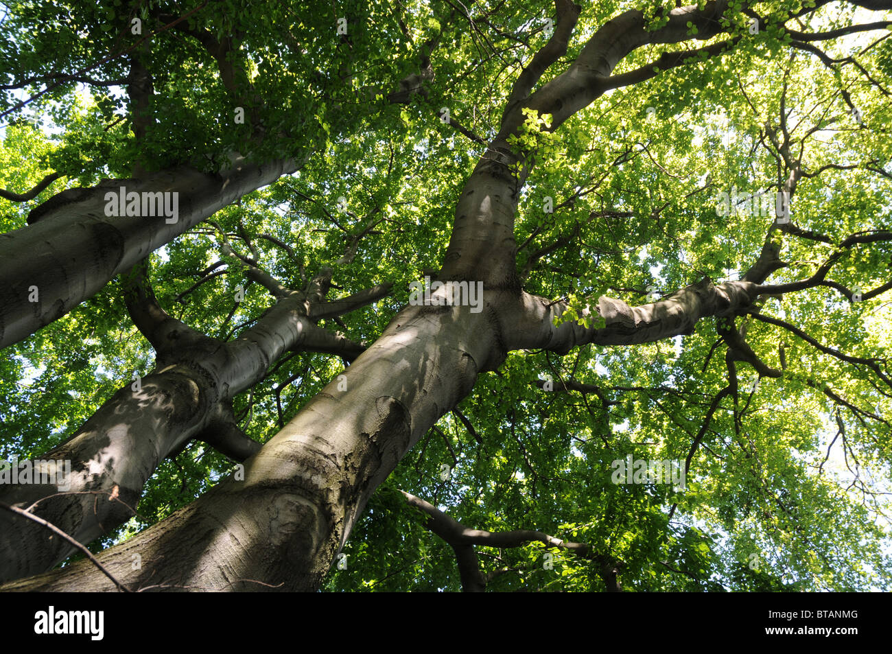 Fagus sylvatica tree, commonly known as European Beech or Common Beech ...