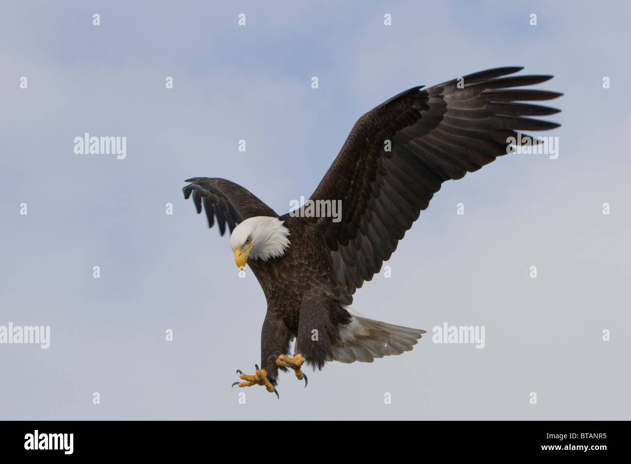 Bald eagle with talons out Stock Photo - Alamy