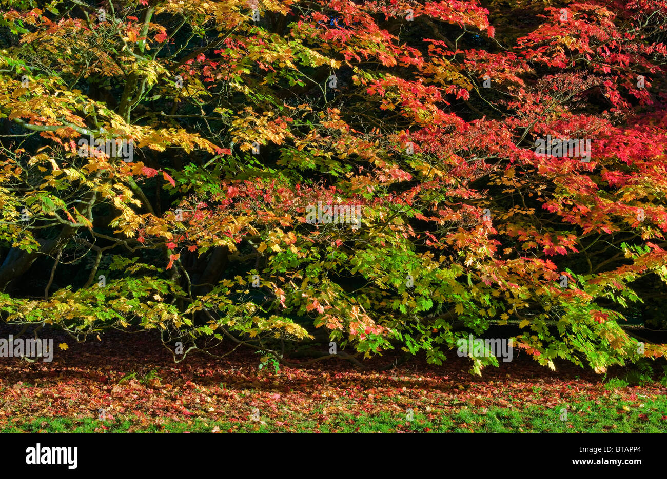 MapleTree in glorious Autumnal Colours at Westonbirt Arboretum Stock Photo