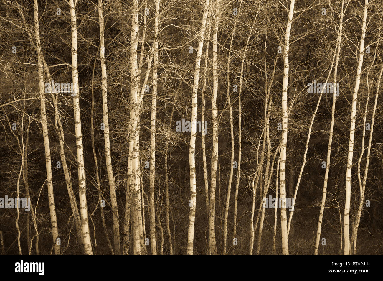 Aspen trees; Turnbull National Wildlife Refuge, eastern Washington. Stock Photo
