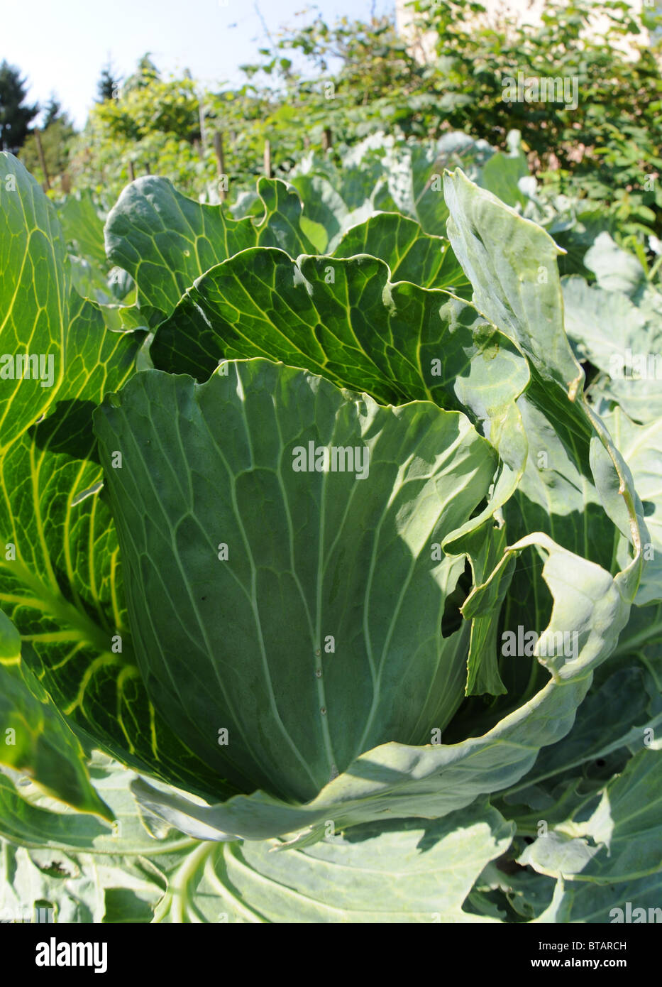 fresh cabbage in the garden Stock Photo
