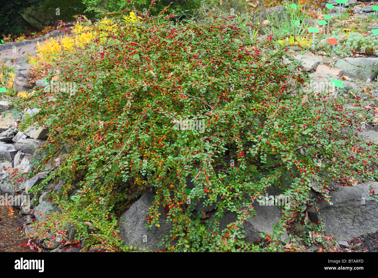 Autumn leaves foliage berries spreading cotoneaster Cotoneaster divaricatus Stock Photo