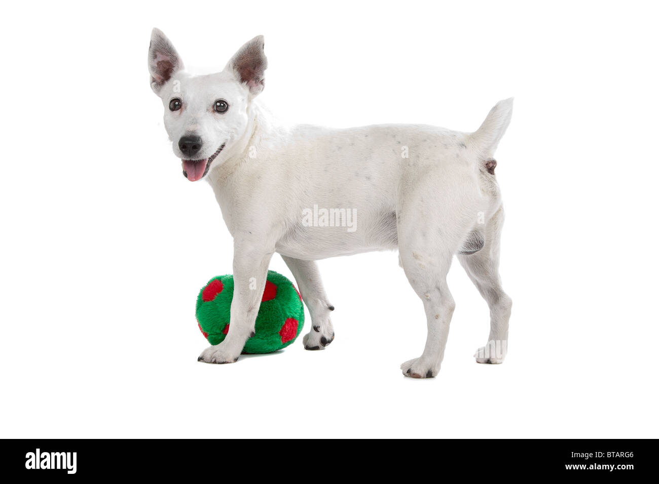 Jack Russel Terrier Stock Photo