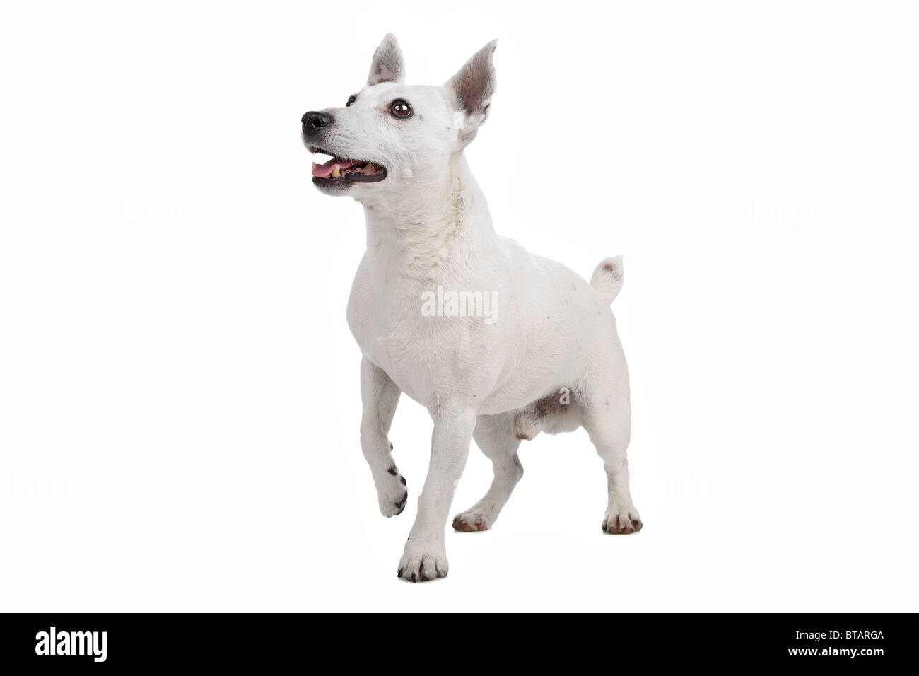 Jack Russel Terrier Stock Photo
